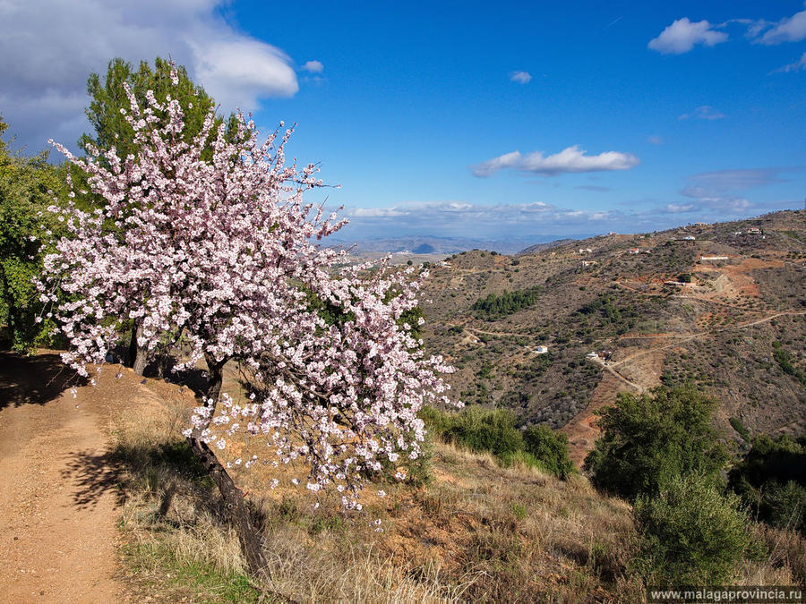 Миндаль в цвету Марбелья, Испания