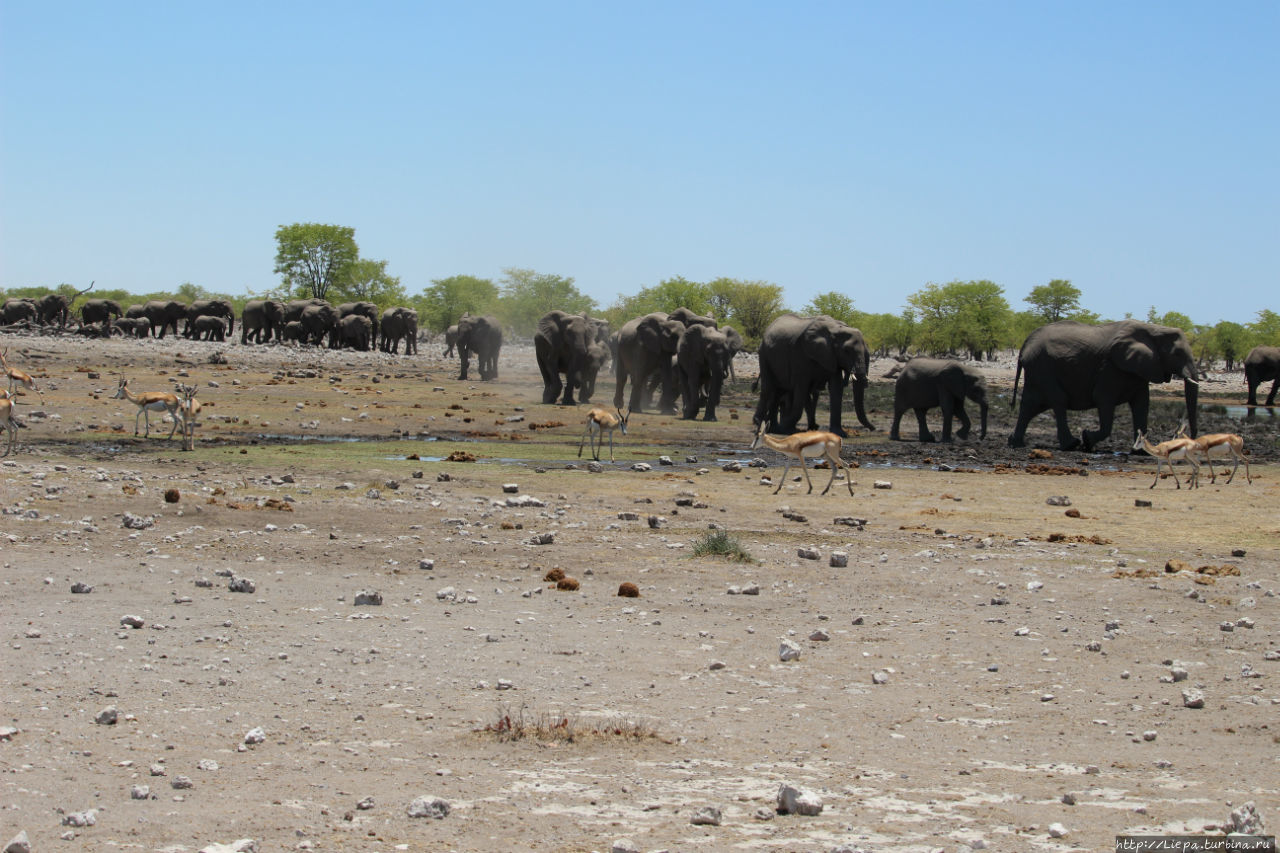 Возле одного из водоемов мы спокойно наблюдали антилоп и вдруг вдали увидели целую армию. Не поверили глазам, но вся эта толпа неумолимо приближалась Этоша Национальный Парк, Намибия