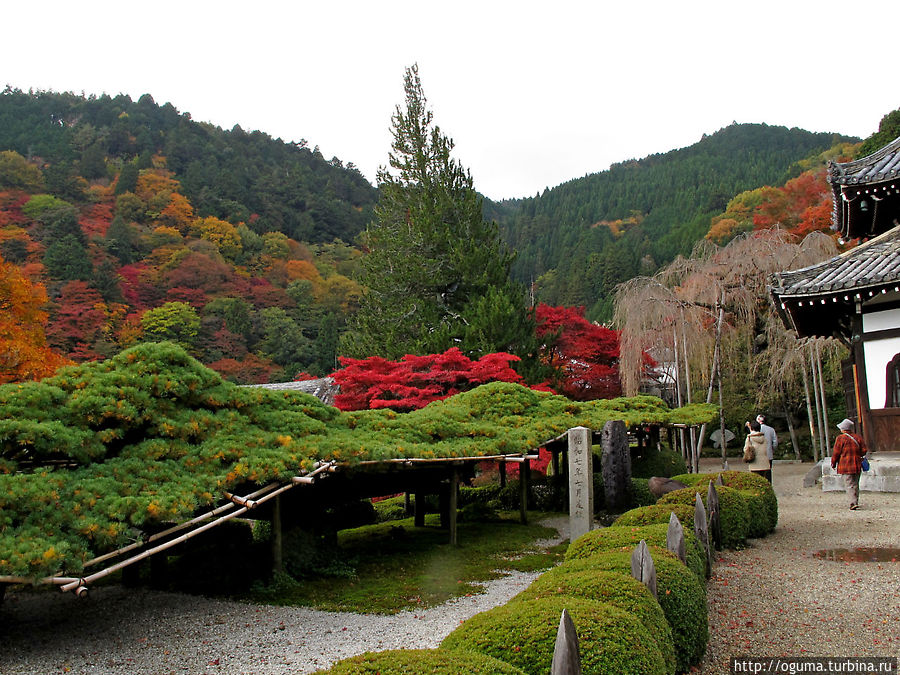 Длинная ветьв кедра в храме Йосиминедера. Типичный элемент японского сада. Но это самая длинная ветвь из тех, что мне доводилось видеть. Япония