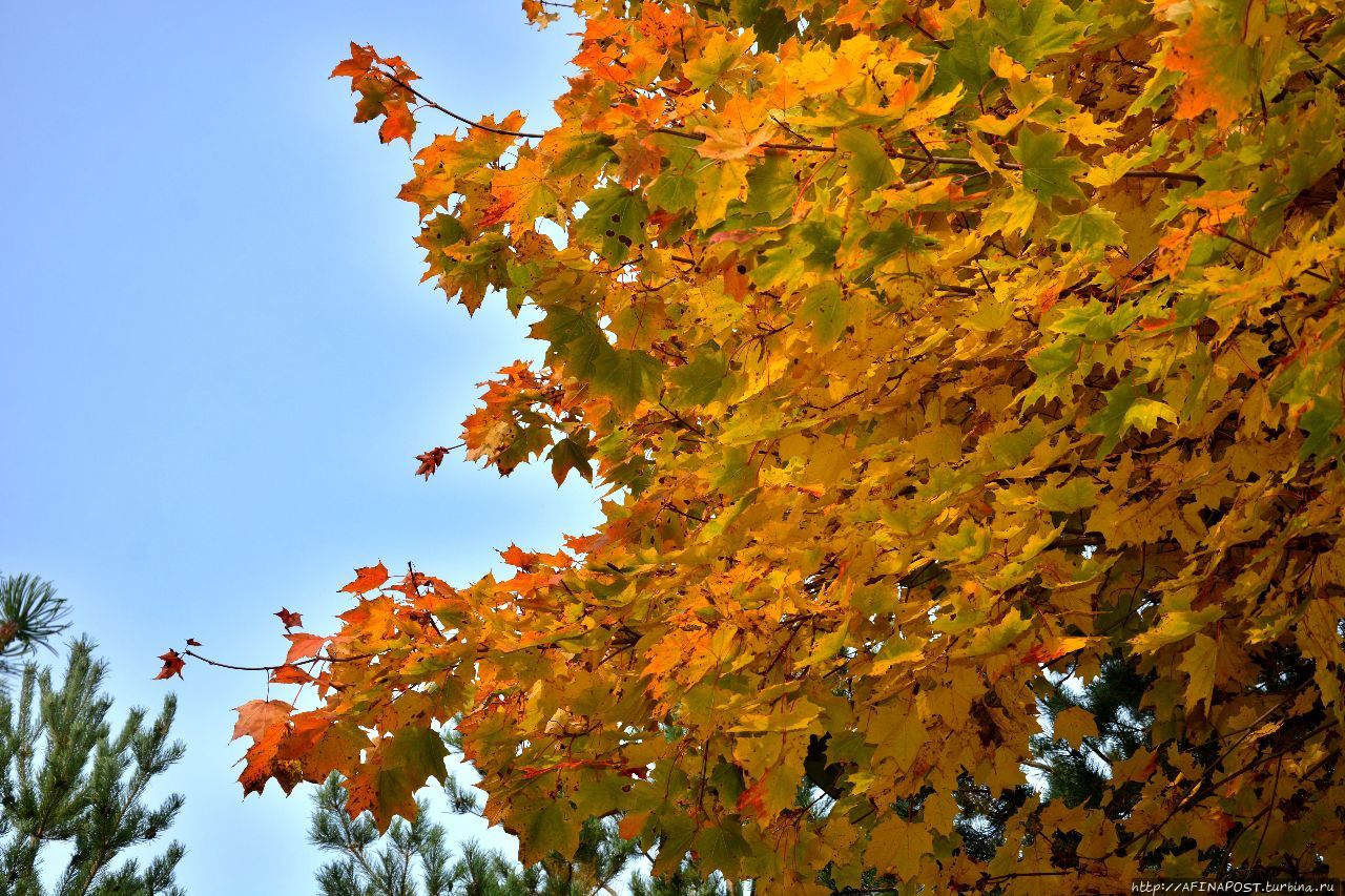 Осень. Зарянка. Родственные души Москва и Московская область, Россия