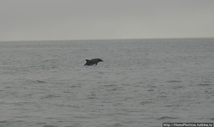 Пеликаны, тюлени, устрицы и прочая живность Китовой бухты Уолфиш-Бей, Намибия