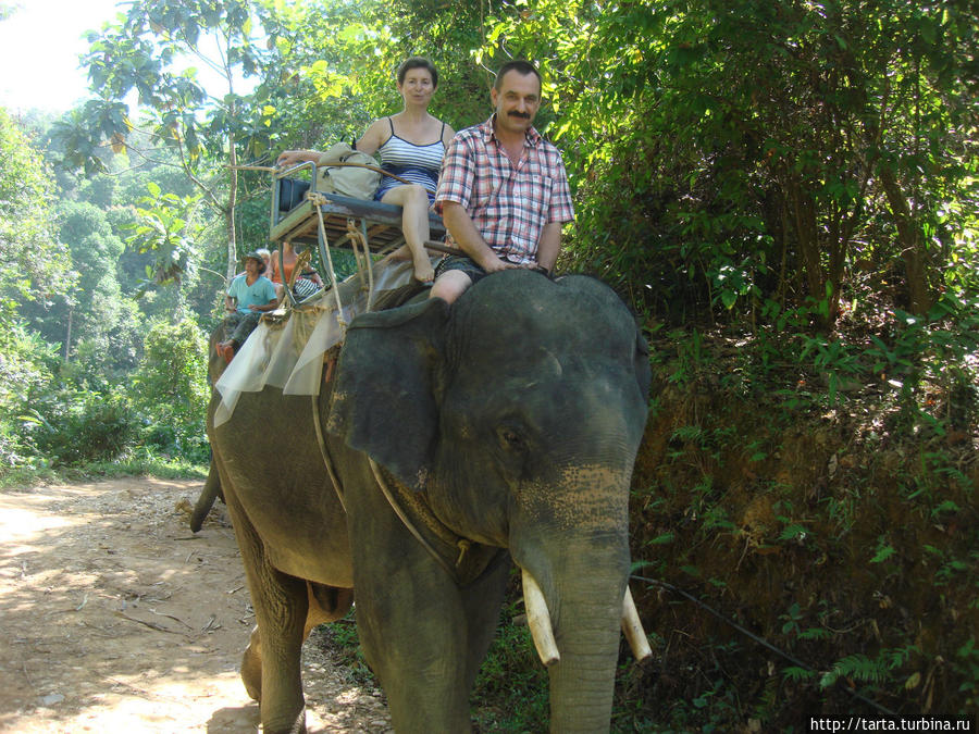 По джунглям на слонах Пхукет, Таиланд