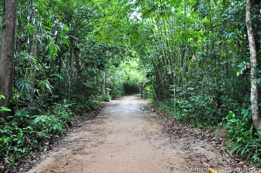 Пройдя пару десятков метров — попадаешь в настоящий тропический лес со всеми его составляющими: очень влажным воздухом, густой растительностью, и непонятными звуками доносящимися со всех сторон.