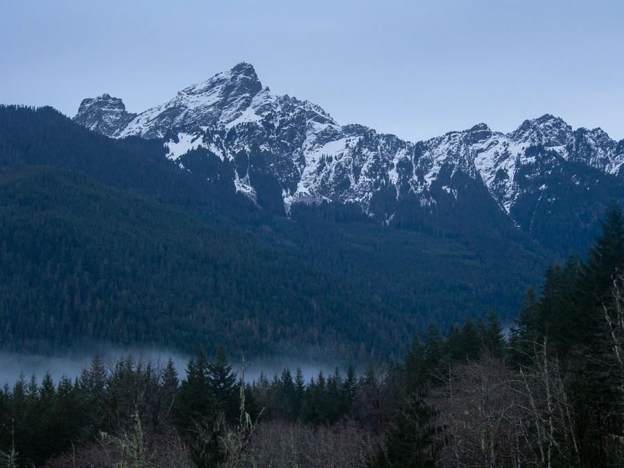 В лесу родилась ёлочка Сиэттл, CША