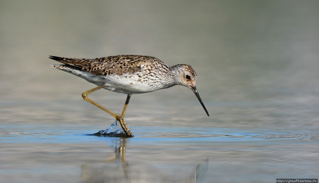 Животный мир Палестины Палестина Животный мир Палестины Палестина