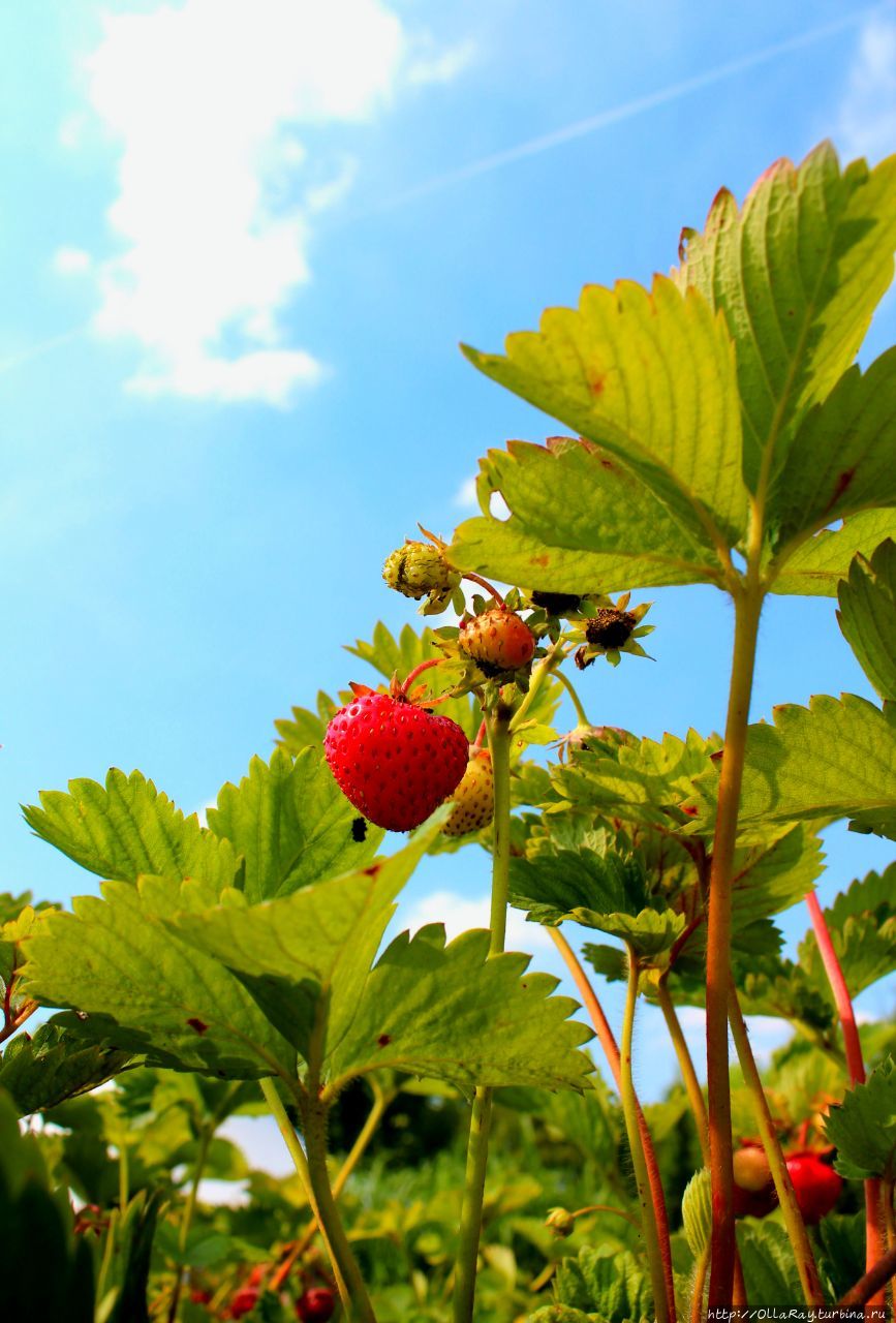 Ещё немножко летней Москвы — в виде красных ягодок. Ещё немножко летней Москвы — в виде красных ягодок.