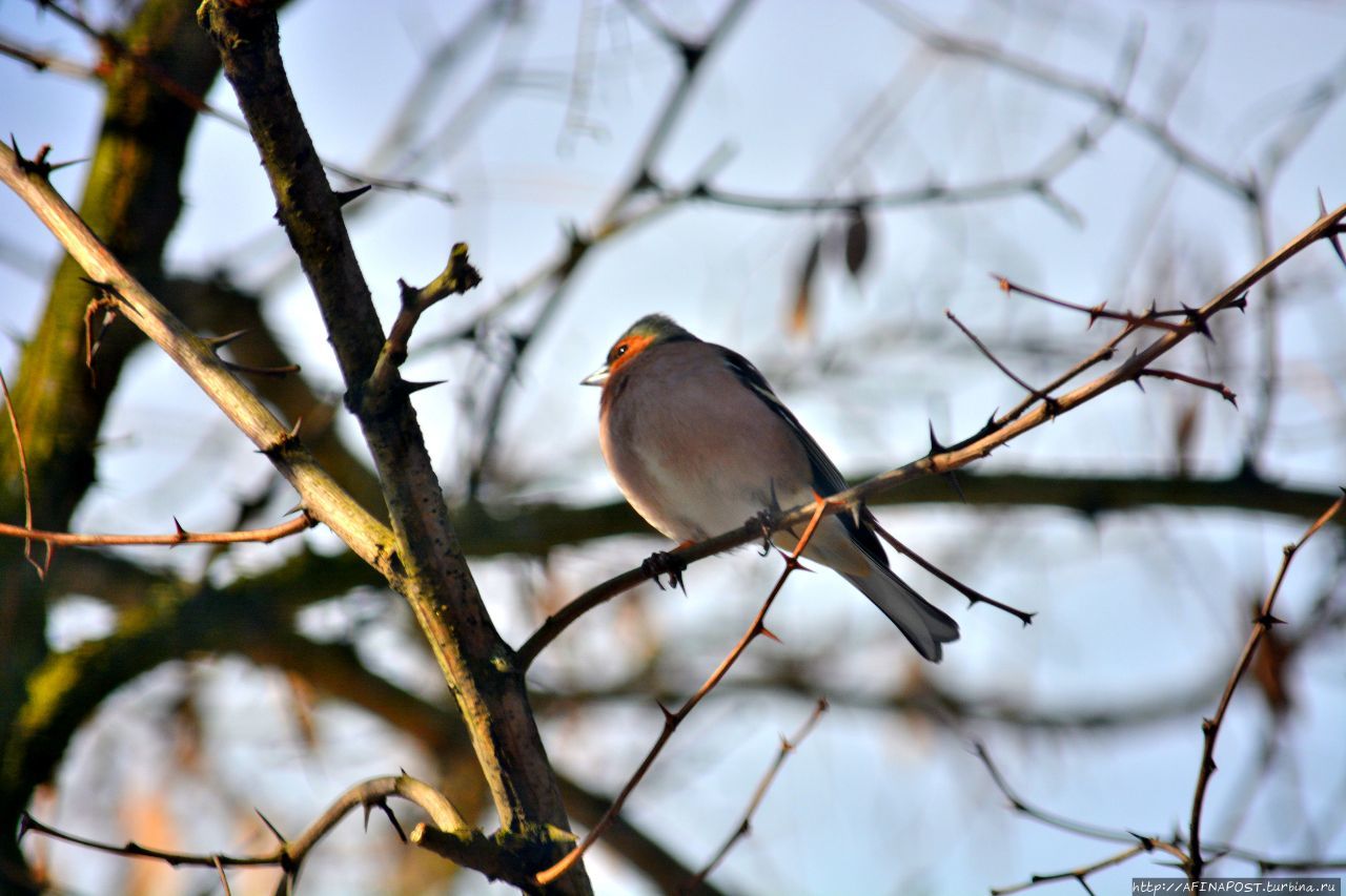 Птички прилетели... Москва и Московская область, Россия