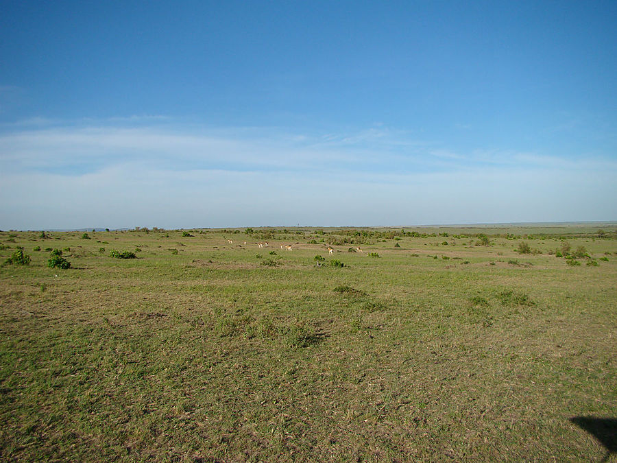 Утреннее сафари Масаи-Мара Национальный Парк, Кения