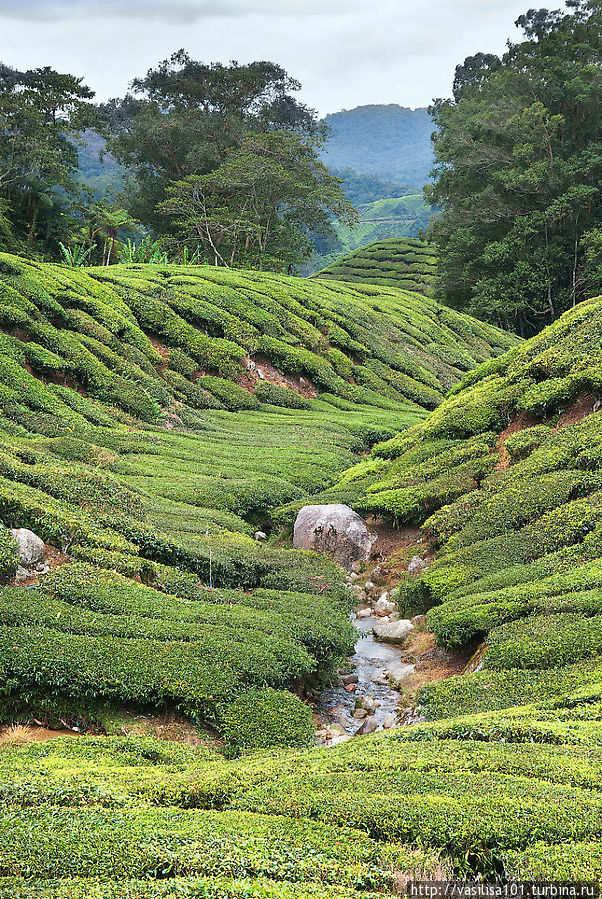 Чайные плантации — Sungai Palas Boh Tea Estate Танах-Рата, Малайзия