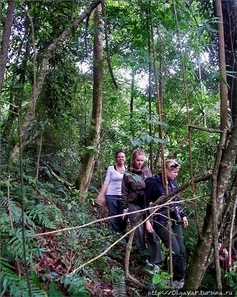Пробираться через угандийский лес оказалось очень не просто Бвинди Национальный Парк, Уганда