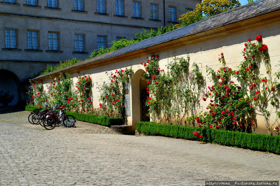 Розовый сад Бамберг, Германия