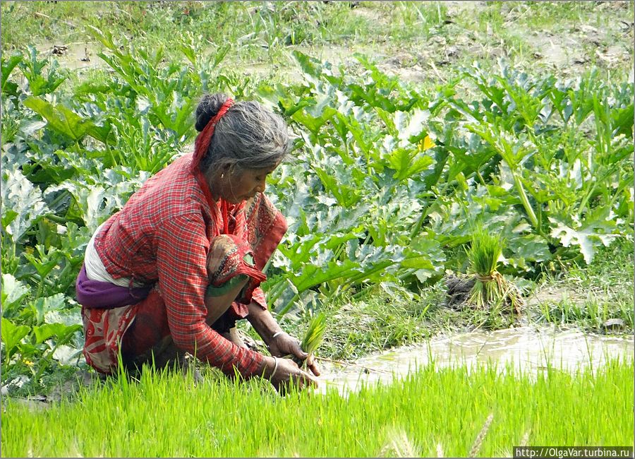 Весенняя страда — посадка риса Дунче, Непал