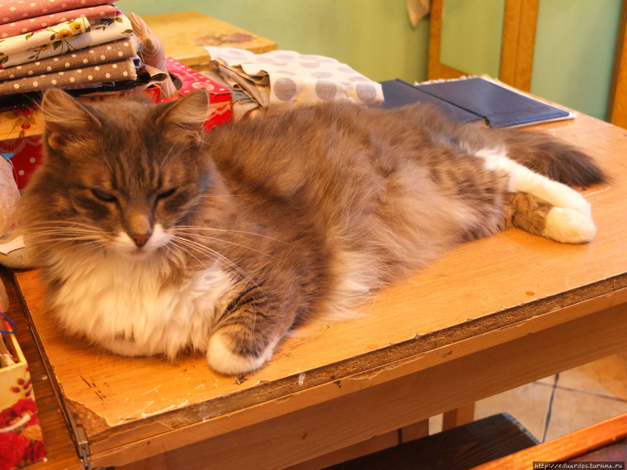 А этот котик живёт на прилавке магазина сувениров. Республика Крым, Россия