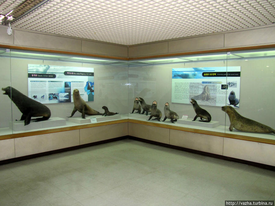 Морской музей естественной истории Пусана. Третья часть. Пусан, Республика Корея