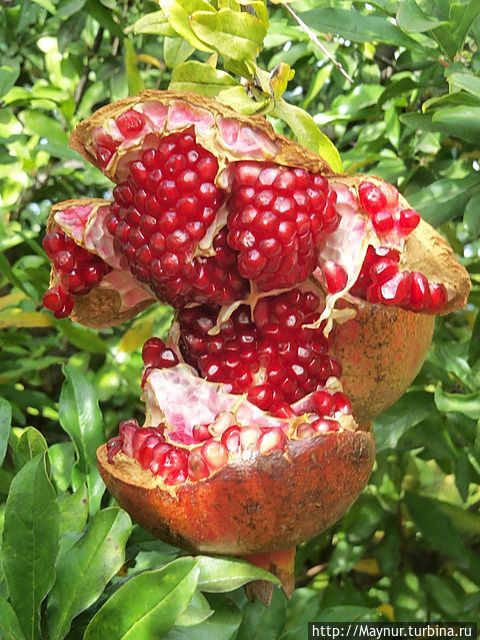 Гранатовый рай.