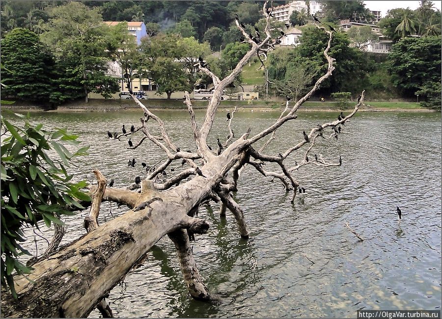 Это упавшее в воду дерево облюбовали десятки, если не сотни разнообразных птиц. Канди, Шри-Ланка