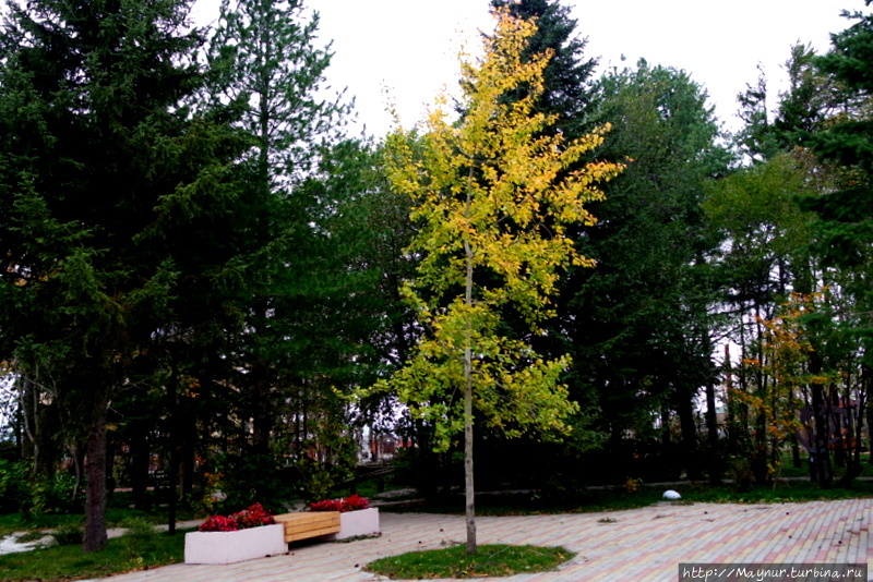 Хрупкая, а устояла! Южно-Сахалинск, Россия