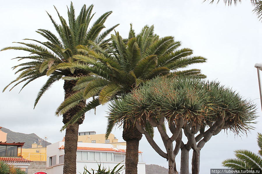 Драконово дерево (Dracaena draco) в  городе  Ла Лагуна. Икод-де-лос-Винос, остров Тенерифе, Испания