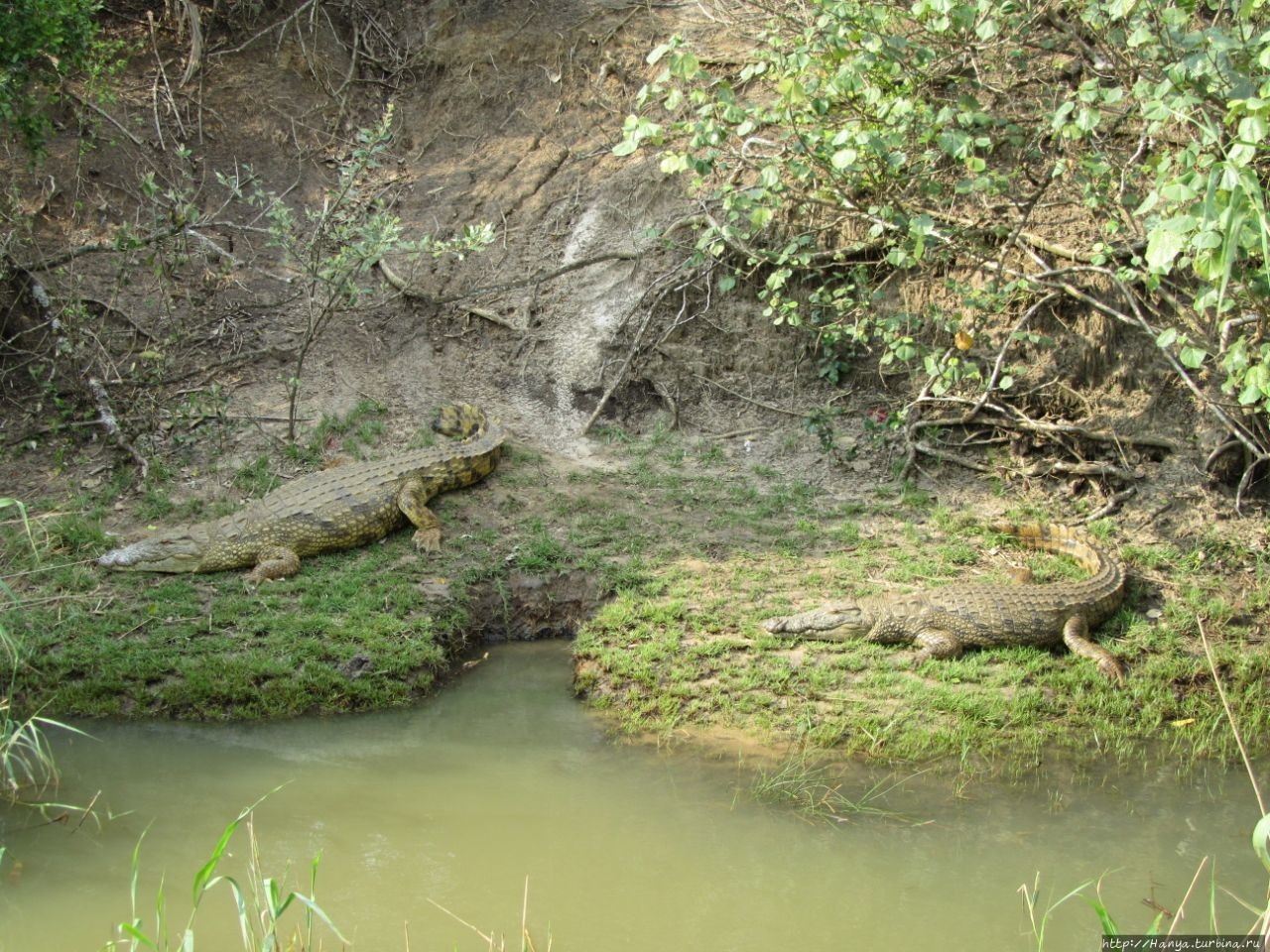 Водно-болотный район Исимангалисо, или St.Lucia Wetland Park