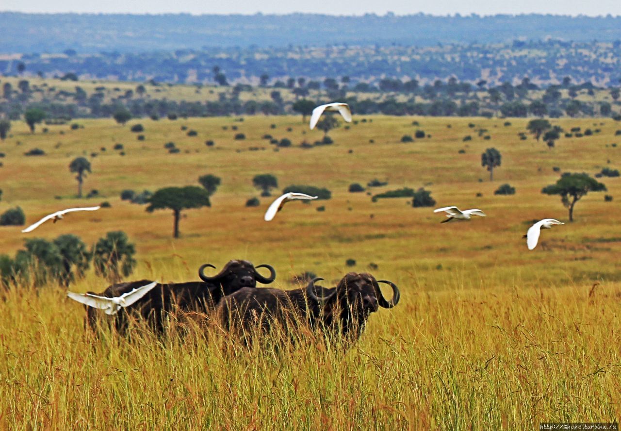 Четыре из пяти Мёрчисон-Фоллс Национальный Парк, Уганда