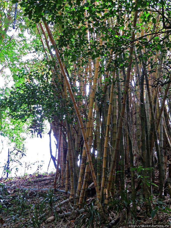 Ну и участки дождевого леса Ля Ваний Резерв де Маскарен (природный парк), Маврикий