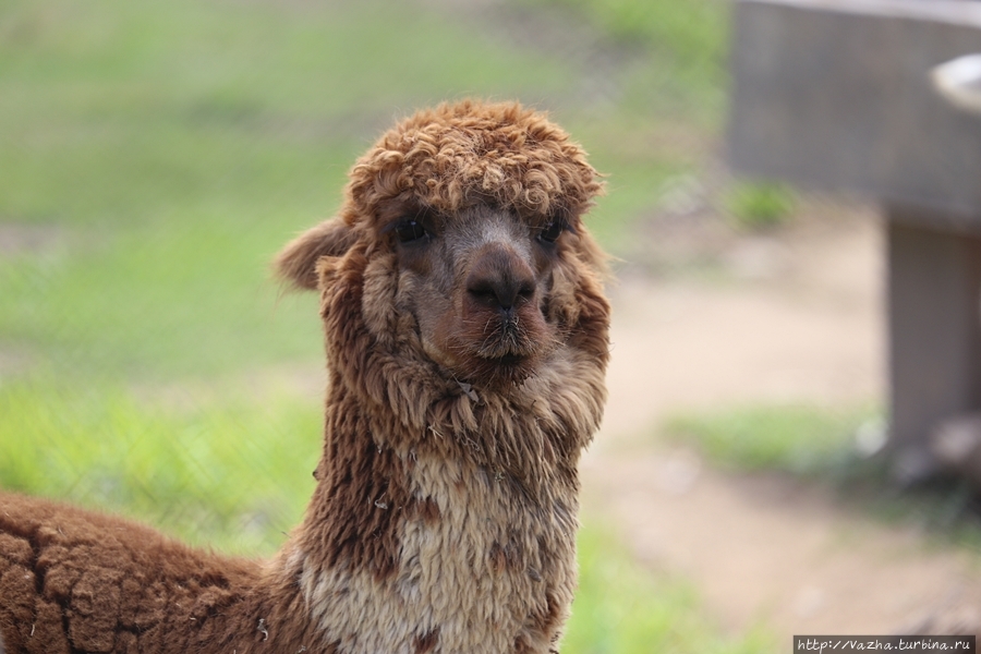 Зоопарк Лимы Лима, Перу