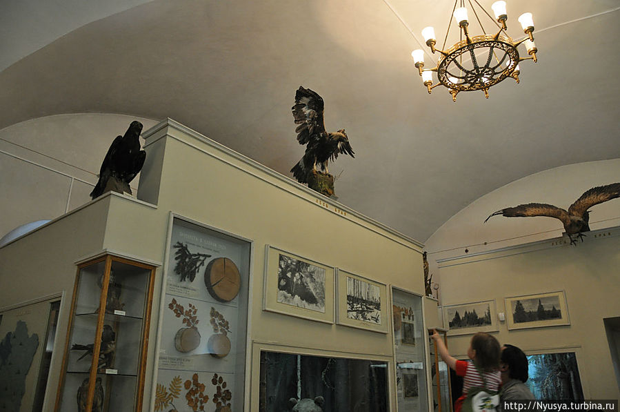 Птицы — большие и маленькие...