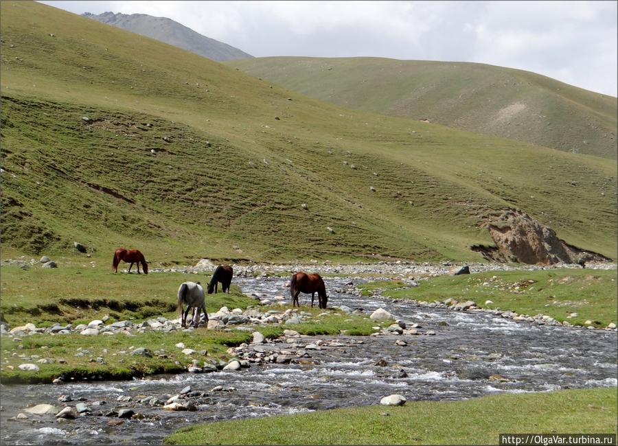 Лошади на водопое Чуйская область, Киргизия