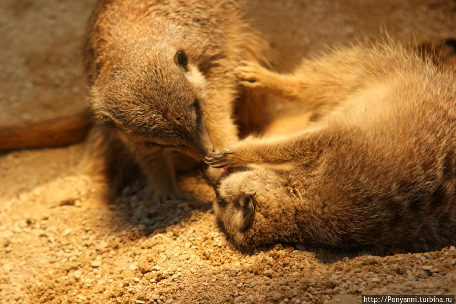 Альгамбра на берегу Неккара Штутгарт, Германия