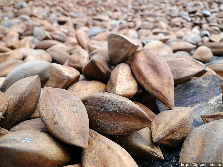 Но особую ценность представляют костянки. Внутри крепкой скорлупы скрываются нежные и вкусные орехи