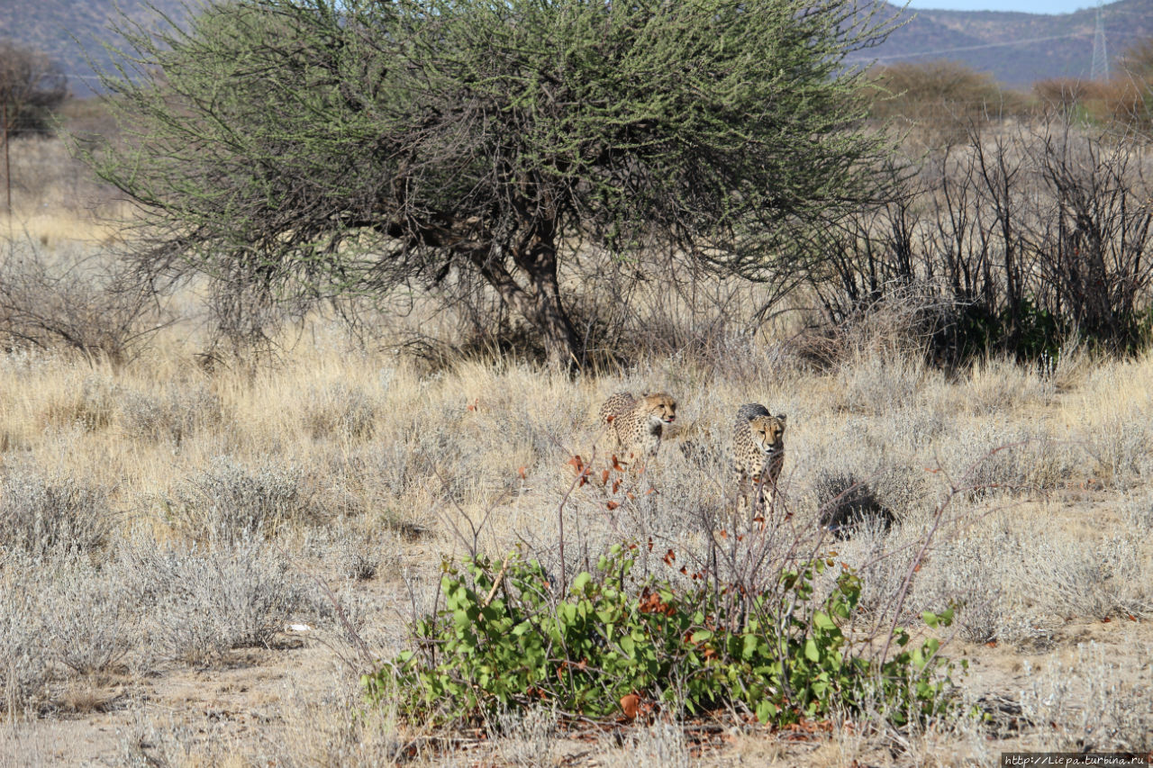 Со всех сторон гепарды стекаются к грузовичку, здесь их ждет еда Каманжаб, Намибия