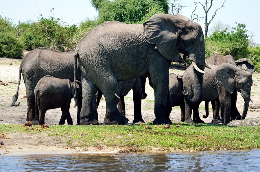 Слоны, крокодилы и бегемоты на берегах Чобе Национальный парк Чобе, Ботсвана