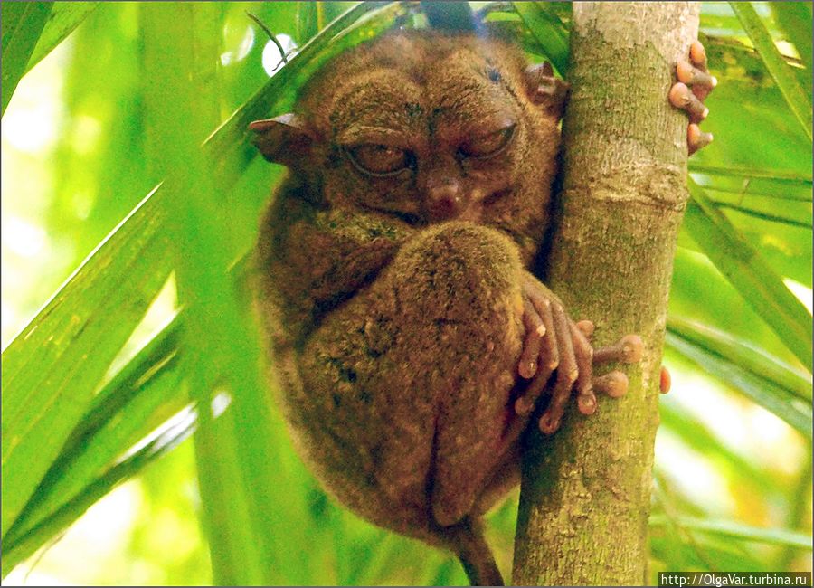 *Судя по всему, характеры у долгопятиков разные. Этот сидит букой, нахолившись. Вообще-то он спать хочет....