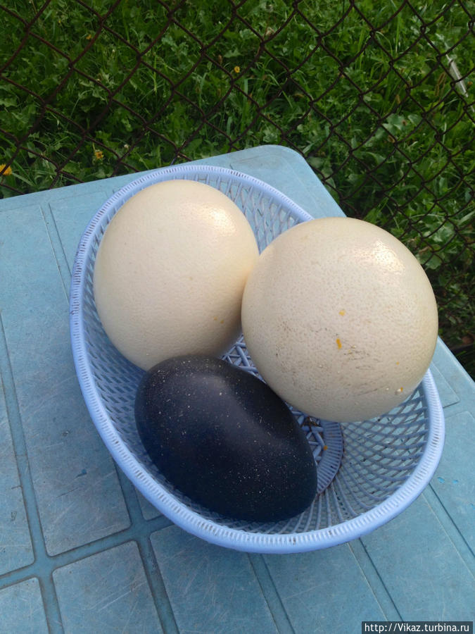 Это два страусиных яйца и одно черное — яйцо страуса Эму Барнаул, Россия