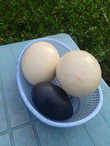 Это два страусиных яйца и одно черное — яйцо страуса Эму