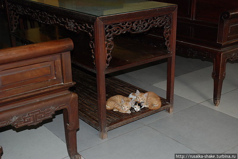 Почему вьетнамцы не любят кошек Бьен-Хоа, Вьетнам
