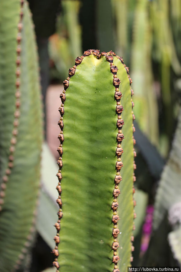 Молоча́й кана́рский ( Euphórbia canariensis) Остров Тенерифе, Испания