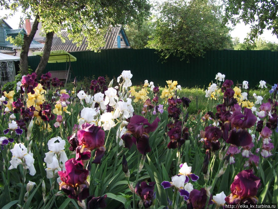 Новости ирисового сада — 2014 (1)