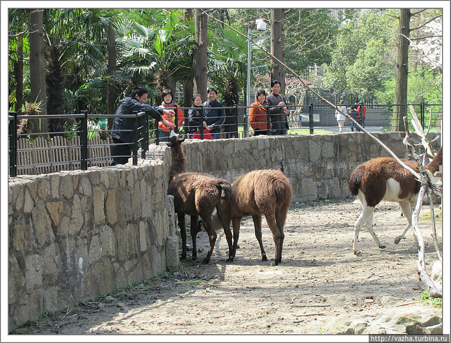 Зоопарк Шанхая. Продолжение. Шанхай, Китай