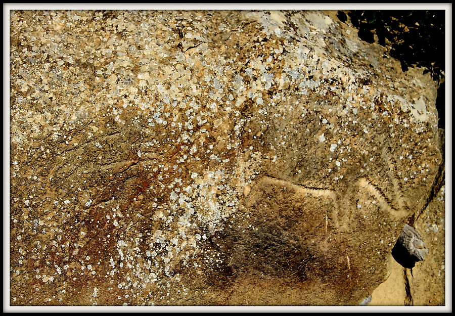 Сцена охоты. Пёс преследует кабана