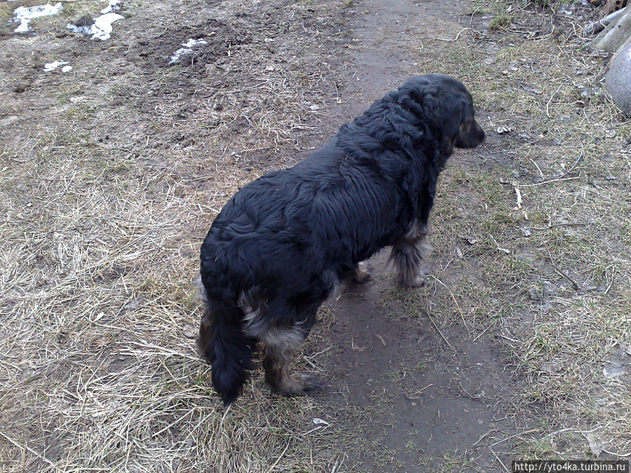 Наша старенькая добрая собака Филя. Она с удовольствием погуляла на дачном участке. Россия