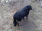 Наша старенькая добрая собака Филя. Она с удовольствием погуляла на дачном участке.