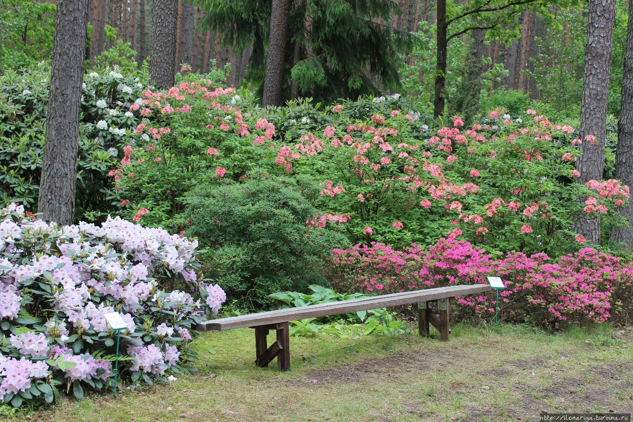 Вечного вам цветения, друзья! Рига, Латвия