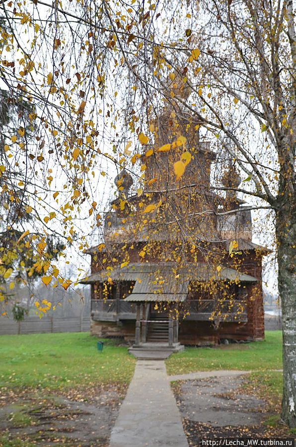 Березки и  купола 2(Преображенская церковь) Суздаль, Россия