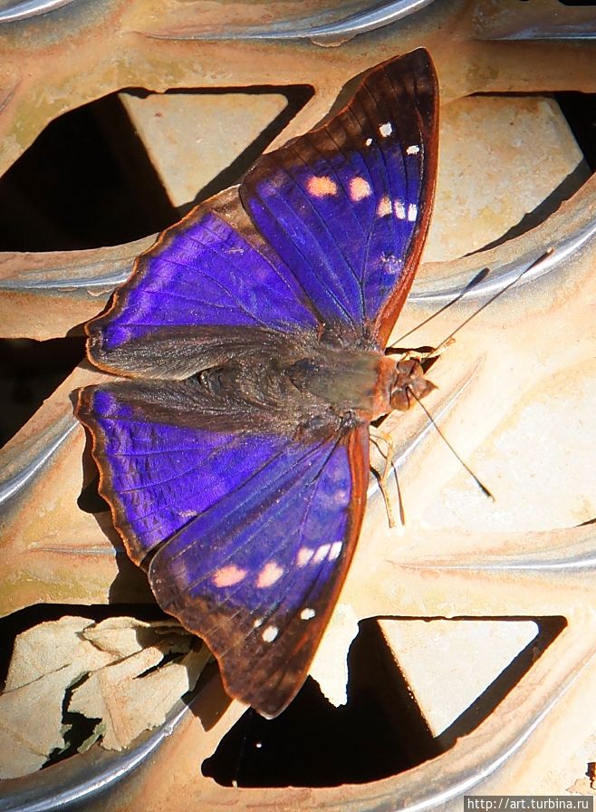 Бабочки садятся на мостки прямо под ноги Игуасу национальный парк (Аргентина), Аргентина