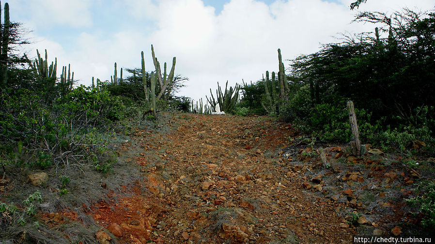 Остров высокой культуры быта (Утро в кактусовом бору) Аруба