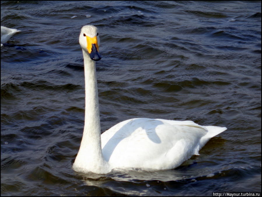 Пусть  летят  по  небу  лебеди... Южно-Сахалинск, Россия