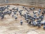 Почему — то здесь, на территории мечети, очень много голубей.