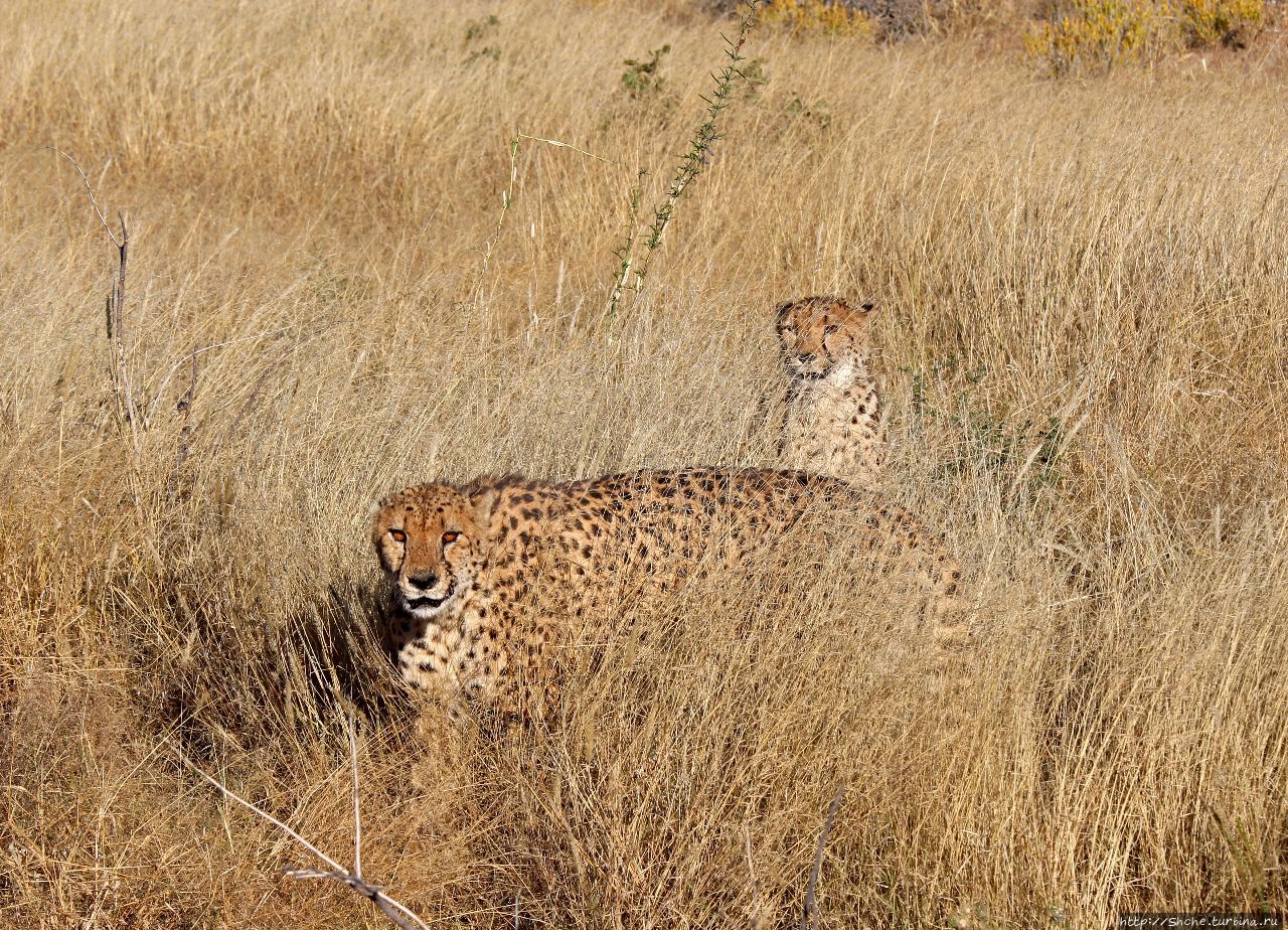 Парк гепардов Оджитотонгве Каманжаб, Намибия