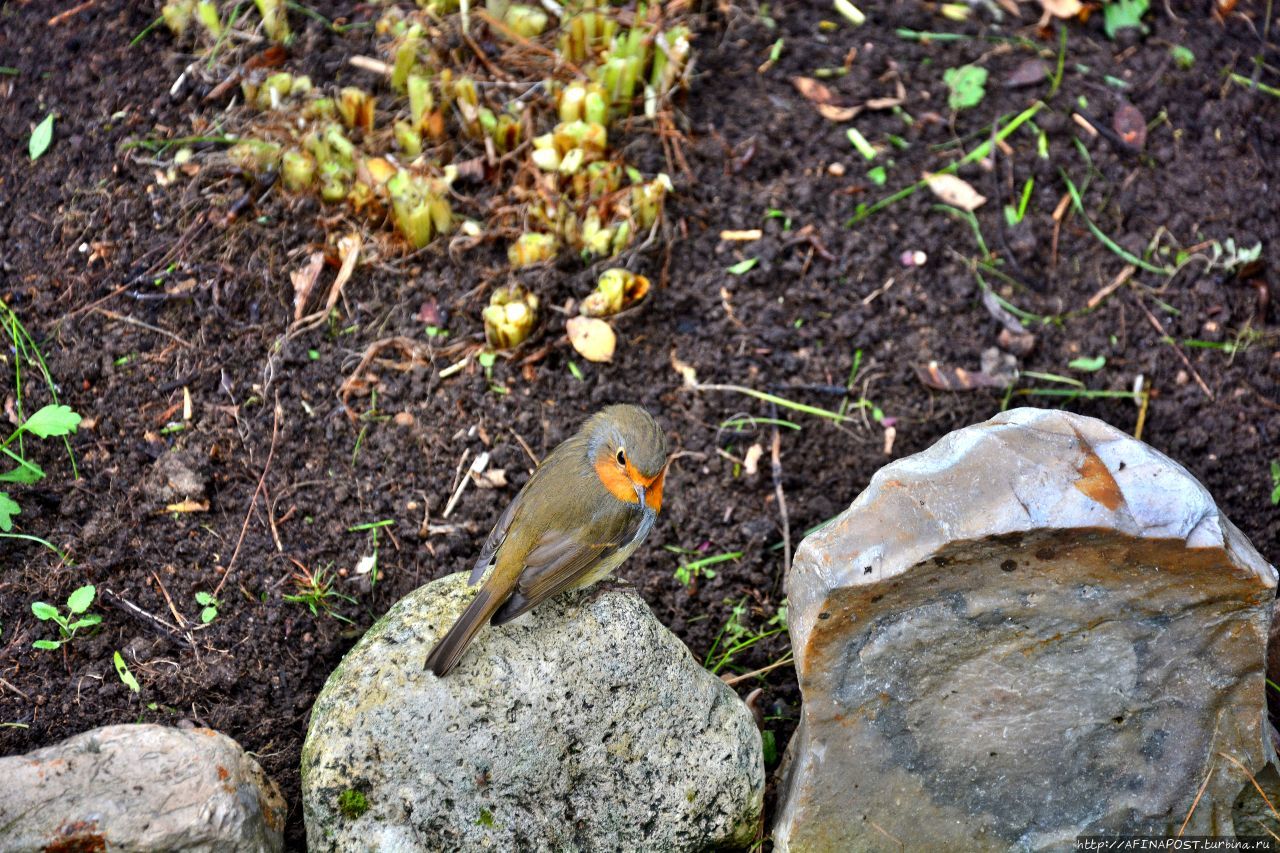 Осень. Зарянка. Родственные души Москва и Московская область, Россия